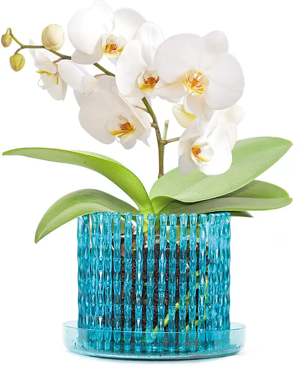 картинка Корона для орхидеи Бирюза, 13х12 см