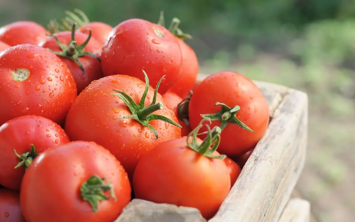 Что сделать, чтобы выросли красивые и здоровые томаты?